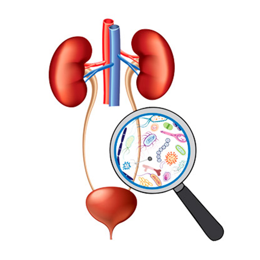 infecção do trato urinário + sp urologia